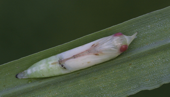 Ocola Skipper chrysalis